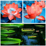 Flowers of lily hydroponic small water seeds mini lotus seeds Seeds of bons