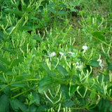 honeysuckle flower seed plants in climbing liana aromatic fragrant flower p