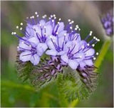 Bee's Friend, Garden Flower, 50 Seeds, Attracts Bees and Butterflies-in Bon