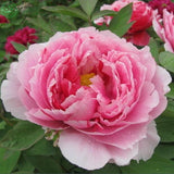 Flower seeds bonsai Peony Seeds   Pale Rose  DOUBLE PEONY POPPY Papaver Flo