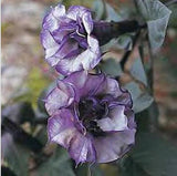 Flower seeds BLACK CURRENT SWIRL Angels Trumpet Datura seeds Fragrant Purpl