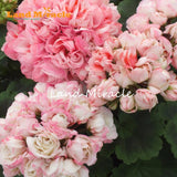 LAND MIRACLE 5 PCS   Rare Geranium Seeds Appleblossom Rosebud Pelargonium P