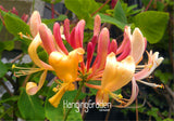 Hot Sale! 100 Seeds/Pack Honeysuckle Vine Seeds, Naturally Grown, rare flow