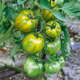 Tomato Seeds Edible Fruits Vegetable Seed,Flower Skin Ball Tomato Plant Rar