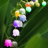 Lily of the Valley flower seeds, bell orchid seeds, rich aroma, bonsai flow