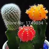 1 Original Pack 10 Seeds / Pack mixture of cactus seeds, office desk Radiat