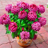 New Fresh Seeds 10 Pieces/Bag chrysanthemum seeds, Rare Flower seeds garden