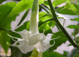 flower seeds Bonsai flower Brugmansia Datura seeds Rare flower seeds Potted