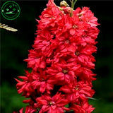 Bonsai seeds Forking Larkspur Salmon King (Delphinium consolida) Family gar