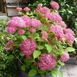 Free Shipping 50 Particle/bag Pink Hydrangea Flower Seeds, Very Beautiful D