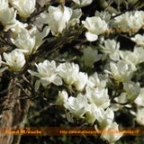 Heirloom 'Snow White' White Yulan Magnolia Tree Flower Seeds, 15 Seeds/Pack