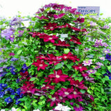 Perennial Beautiful 100pcs 24 Colors Mixed Clematis Climbing Plants Seeds F