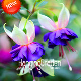 Big Promotion!Purple+Red bell flowers Fuchsia Seeds Potted Flower Seeds Pot