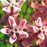 Flower seeds Potted plant seeds Pink Asclepias Milkweed / Butterfly Weed Fl