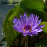 Hydroponic Flowers Small Water Lily Seeds Mini Lotus Seeds Bonsai Seeds Set