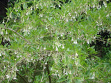 White Mini Angel Trumpet Flower Seeds, White Iochroma Australis Acnistus Se