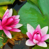 1 Package 8 Beautiful Pink Lotus Water Lily Seeds Rich Aroma High Germinat