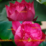 Flower Seeds, Pond Plants Lotus Seeds, 1 Seeds/pack, Rose Red Nelumbo Nucif