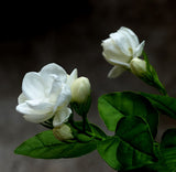 Jasmine flower seeds 50pcs/pack white jasmine Seeds, fragrant plant arabian