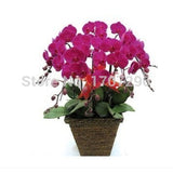 Fashion Unique Mix Color Phalaenopsis Bonsai Beautiful Adorable Butterfly O