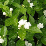 Flower seeds Free shipping 20 pieces white jasmine Seeds, fragrant plant ar