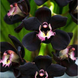 Flower seeds 30 PCS Unique Black Cymbidium Faberi Garden Flowering Orchid F