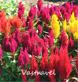 Celosia Cockscomb Plume Flower Mixed Color 100 Seeds Very Easy to Grow Exc