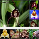 Dracula Simia Monkey Face A Variety Of Perennial Flower Seeds , 100 Seeds /