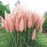 New Rare Pampas Grass Seeds Ornamental Plant Flowers Cortaderia Selloana Gr