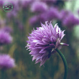 Free Shipping 1 Packs 50 of Purple Ezo Onions Chive Seeds,Allium Schoenopra