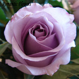 Purple Rose Seeds, Rare Color, Fresh Seeds, Beautiful Home Garden Flower Pl