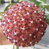 Hot Sale 2015 22 Colors Rare Hoya Seeds Flower Seeds 50pc/Pack Bonsai Seeds