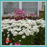 1 Package 400 Shasta Daisy Seeds Lower Seed Bonsai Plant Home Garden-in B