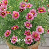 Dwarf Cosmos Flower 50 Pcs Flower Seeds  / Bag Mix Color Cosmos Bipinnatus