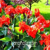 Loss Promotion! 100 PCS Flower seeds Canna Lily Seeds  Bonsai Plants for Ga