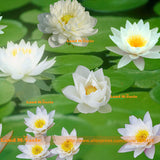 Europe Nymphaea Herbs Water lily Seeds, 1 Seeds/pack, Bonsai White Lotus Fl