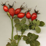 Rosa Canina Seed * 1 Packet  ( 5 Seeds ) * Dog Rose * Rose Hips * Herb Seed