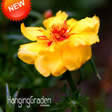 Big Sale!200 Seeds/lot Yellow Plena Portulaca Seed Balcony Garden Potted Pl