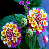 flower seed Lantana seeds potted seed variety complete the budding rate 95