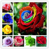 garden flowers Seeds Pot Bonsai Rose Seed Professional Seedling floer Plant