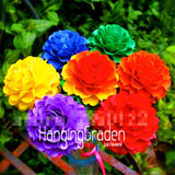 Big Sale! 100 Seeds/Lot Rainbow Chrysanthemum Flower Seeds, rare color ,new