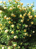 Flower Seeds100 Yellow Climbing Roses Seeds semenatsvety garden Bright and