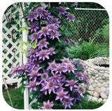 Vine Clematis potted clematis garden flowers, no the clematis 20 seeds-in B