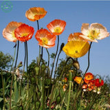 Flower seeds Iceland Poppy seeds Mix Pink Yellow Orange Rose White Cream an