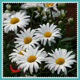 1 Package 400 Shasta Daisy Seeds Lower Seed Bonsai Plant Home Garden-in B