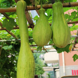 Cut melon seeds vegetable seeds and black flowers with chopped pumpkin seed