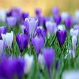 Saffron Flower Seeds,Saffron Crocus 20 Seeds/bag-in Bonsai from Home & Gard