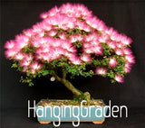 Big Sale!20 Pcs/bag bonsai Albizia Flower seeds, called Mimosa Silk Tree ,s