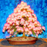 New arrival!20pcs/bag Albizia flower seeds,albizia julibrissin seeds,bonsai