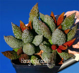 Big Promotion!10Seed/Lot "Strombocactus disciformis" Cactus Seeds bonsai Su